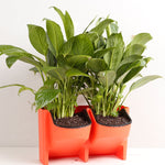 Plant Wall Vertical Indoor and Outdoor Balcony Wall-mounted Flower Pots Creative Combination of Resin Plastic Flower Pots with Removable Pot