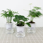 Automatic Water Absorption Hydroponic Pot Succulent Plant Flower Pot, Transparent With Words