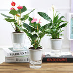 Fully Transparent Hydroponic Flower Pots Water Level Visible Non-Broken Glue Self-Absorbent Plastic Flower Pots, W03 Caliber 11cm, W05 Caliber 13cm, W09 Caliber 17.5cm, W10 Caliber 17.5cm