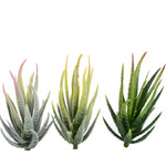 Artificial Mini Aloe Plastic Plants Craft Floristry Landscape Garden Family Office Decoration, Green not Flocked, Flocking Green Red Tip, Flocking Green Yellow Tip